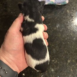 Maz - Parti male Yorkshire Terrier puppy in Ontario, California from Yorkie Wonderlands