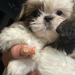 Ginger - Cream and white female Shih Tzu puppy in Live Oak, California from Irma's Shih Tzus