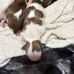 Girl 1 - Liver and white female Shih Tzu puppy in Springfield, Missouri from Lopez Family Tails