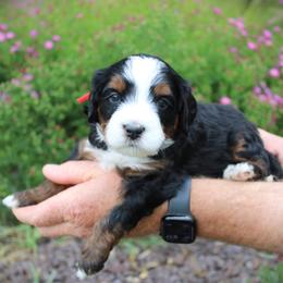 Waffles - Tri-color male Bernedoodle puppy in Eagle Mountain, Utah from Fur Real Puppies.