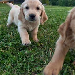 Golden Retriever Puppies from Apple Country Retrievers