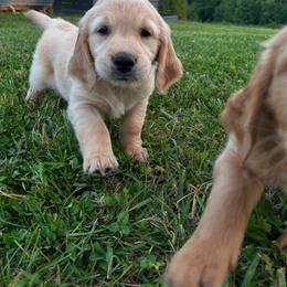 Golden Retriever Puppies from Apple Country Retrievers
