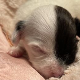 Cavalier King Charles Spaniel and Papillon Puppies from Rohus Puppies