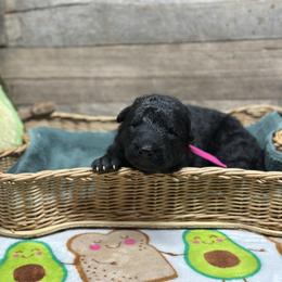 Pink - Yuka - Black female German Shepherd puppy in Iola, Wisconsin from Aus Hütehunde German Shepherds