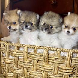Pomeranian Puppies from Hope Mountain Pomeranians