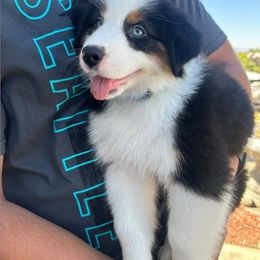Australian Shepherd Puppies from Aus Cal (Aussies of SoCal)