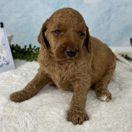 Möwe - Seagull - Red  female Poodle puppy in Middlebourne, West Virginia from El Silencio Standard Poodles