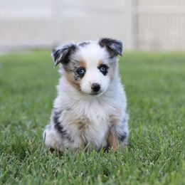 Australian Shepherd, Miniature American Shepherd, Miniature Australian Shepherd, and Toy Australian Shepherd Puppies from Painted Blue Aussies