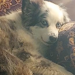 Australian Shepherd Puppies from Remy's BFF's (Best friends furever)
