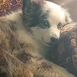 Australian Shepherd Puppies from Remy's BFF's (Best friends furever)