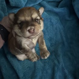 Ruby - Red sable Havanese puppy in Venice, Florida from Twins Havanese