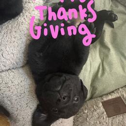 Boy 5 - Black Labrador Retriever puppy in Menomonee Falls, Wisconsin from Steppinstone Dog Training and Labradors/BC’s
