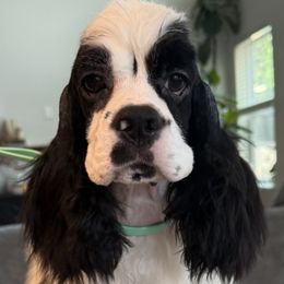 Boy 1 - Black and white male Cocker Spaniel puppy in Texas from Sisu Cockers