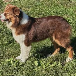 Aster - Australian Shepherd