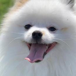 Pomeranians from Paris Poms
