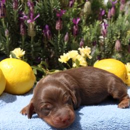Dachshund Puppies from M & M Doxies