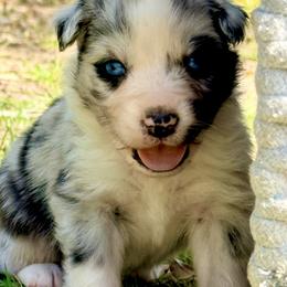 Colt - Blue merle male Australian Shepherd puppy in Mineral Wells, Texas from A6 Australian Shepards