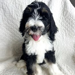 Dexter - male Bernedoodle puppy in Phelan, California from Willow Desert Doodles