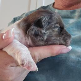 Black Dapple Piebald 2 - Dapple male Dachshund puppy in Port Charlotte, Florida from Vicki's Dachshund Crossing