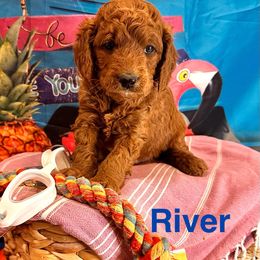 River - Red  male Goldendoodle puppy in Chelan, Washington from North Cascades Doodles