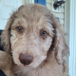 Winston - Brown merle male Aussiedoodle puppy in Grand Saline, Texas from Aussies Acre