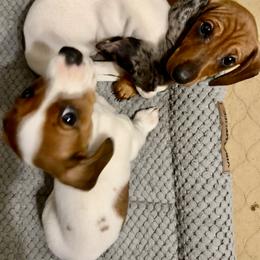Dachshund Puppies from Cains River Valley Dachshunds