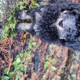 Bernedoodle Puppies from Whispering Aspen Homestead