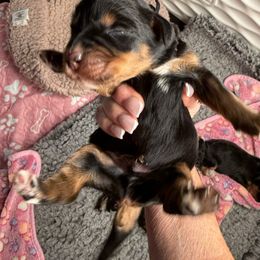 Novak - Black male Bernedoodle puppy in Curtice, Ohio from The Pink Doghouse