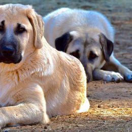 Anatolian Shepherd Dogs from Amerikan Anatolians