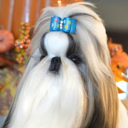 Jack - Shih Tzu