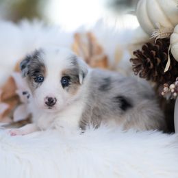 Myst - Blue merle female Border Collie puppy in Conway, Missouri from 2J 2K Border Collies | Maremma Sheepdogs