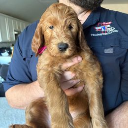 Hot pink - Red  female Goldendoodle puppy in Buda, Texas from The Doods Spot *located in Buda, tx.*