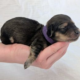 WINTER - Cream female Dachshund puppy in Moscow, Idaho from Bailiwick of Gurnsey