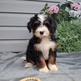 Coral - Tri-color female Bernedoodle puppy in Honey Brook, Pennsylvania from Green Ridge Puppies