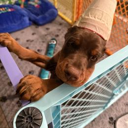 Elana - Red and rust female Doberman Pinscher puppy in Bruce Township, Michigan from Eminent Dobermans
