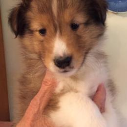 Shetland Sheepdog Puppies from Canidae Shelties