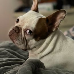 Boston Terrier Puppies from Bonze Boston Terriers