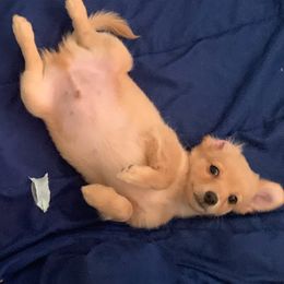 Chihuahua puppies from The Magnolia Pawlor, LLC