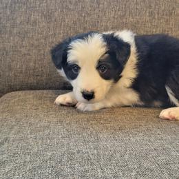 Bump in the Night - Black and white male Border Collie puppy in Caledonia, Michigan from Magnolia Acres