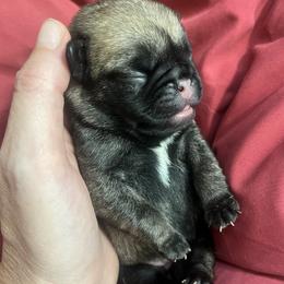 Fir - Fawn female Pug puppy in Glendale/Azalea, Oregon from Malta Pugs