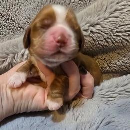 Ranger - Red male Cocker Spaniel puppy in Florence, South Carolina from Reddick's American Cocker Spaniels