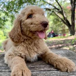 Lola - Apricot female Goldendoodle puppy in Heath, Texas from Doodles Divine