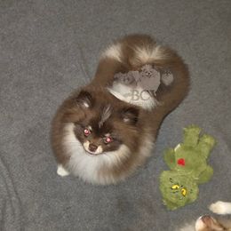 Chocolate tri - Tri-colored male Pomeranian puppy in Carlinville, Illinois from BCW POMERANIANS