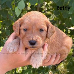 Betty - Apricot female Goldendoodle puppy in Lancaster, Minnesota from North Star Dog Training