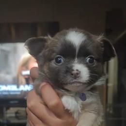 Rizza - Blue and white male Chihuahua puppy in Gray, Louisiana from Chi Chi's Place LLC