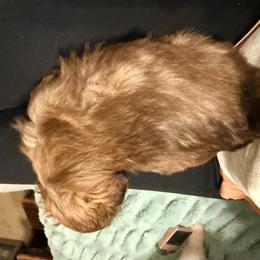 Shih Tzu Puppies from Wood Foo Breeders