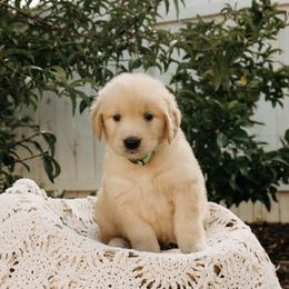 Esther - Golden female Golden Retriever puppy in Ramona, California from SDPREMIERGOLDENS