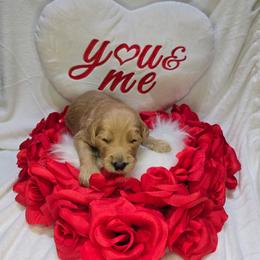 Lance - Apricot male Goldendoodle puppy in Georgetown, Tennessee from Georgetown Designer & Purebred Puppies