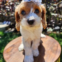Honeybun - Blenheim female Cavapoo puppy in Roseville, California from Heavenly Goldendoodles