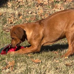 Purple - Rhodesian Ridgeback puppy from Running From Reality Ranch & Ridgebacks